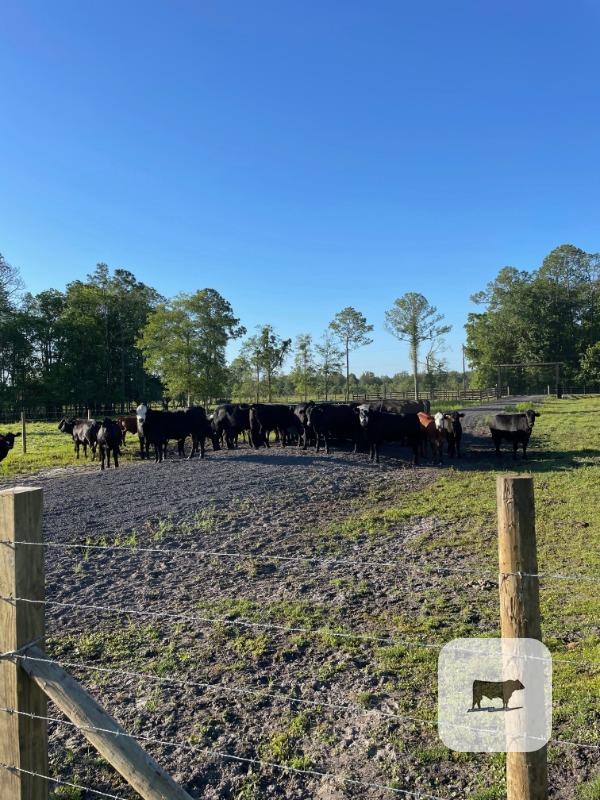 Cattle Range Listing Photo