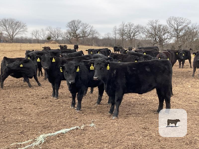 Cattle Range Listing Photo