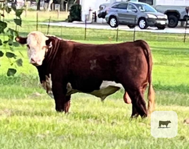 Cattle Range Listing Photo