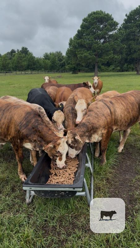 Cattle Range Listing Photo