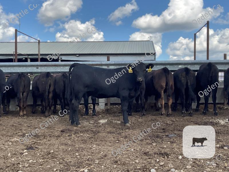 Cattle Range Listing Photo