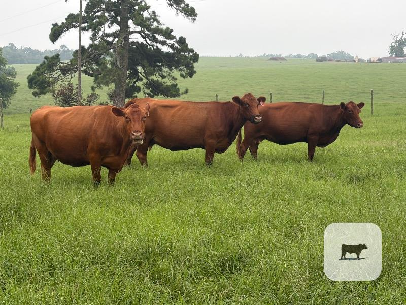 Cattle Range Listing Photo
