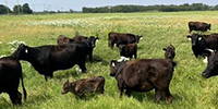 40 Reg. Wagyu Pairs... N. Central OK