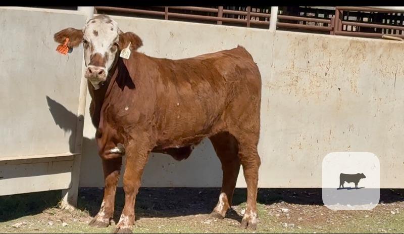 Cattle Range Listing Photo
