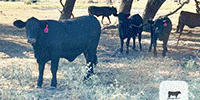 115	Angus Plus, Brangus, & BWF Rep. Heifers... Central TX