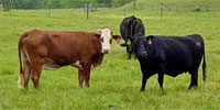 39 Red, Yellow and Black Crossbred Cows... Central TX