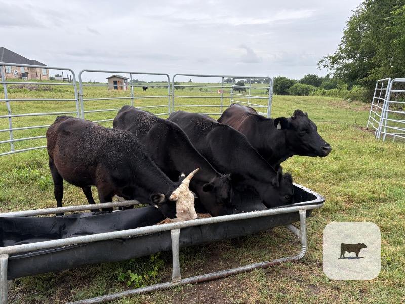 Cattle Range Listing Photo