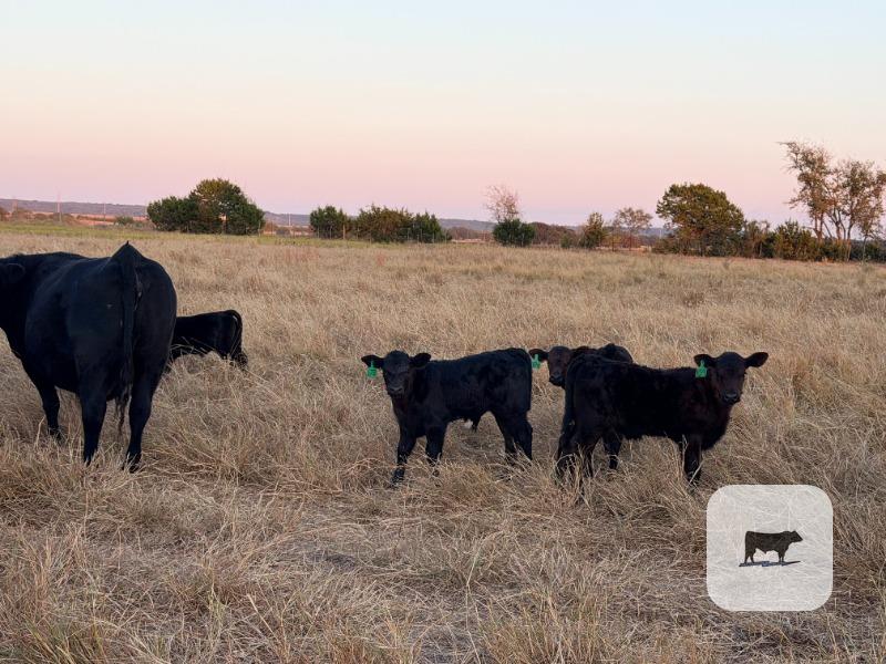 Cattle Range Listing Photo 3