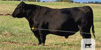 10 Angus, Simmental & Chianina Bulls... North TX