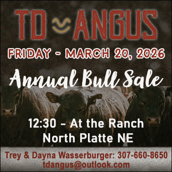 TD Angus Annual Bull Sale (1)