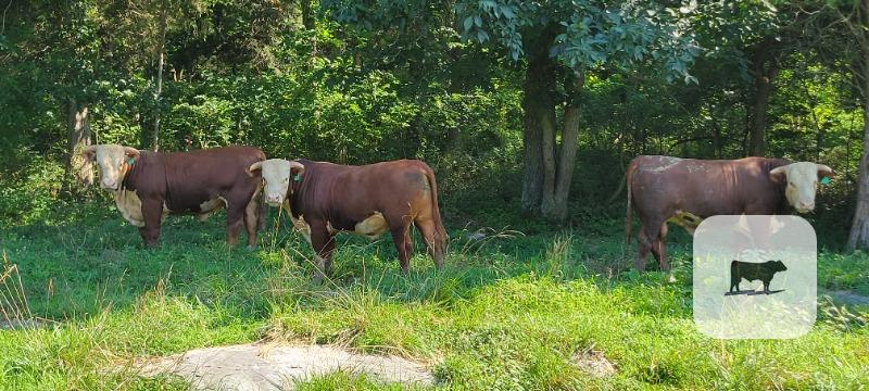 Cattle Range Listing Photo