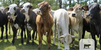 50 Brahman Cross Bred Heifers... Southwest AR