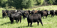 64 Angus & BWF Rep. Heifers... Southwest MO