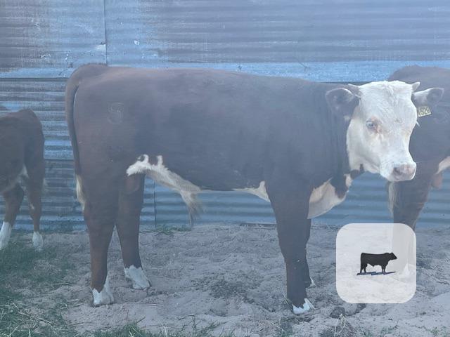 Cattle Range Listing Photo