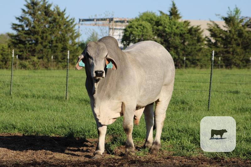 Cattle Range Listing Photo