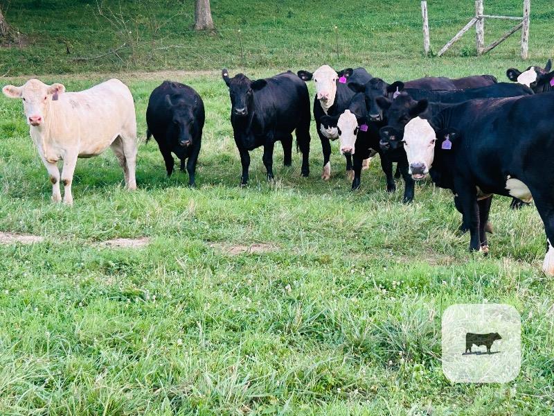 Cattle Range Listing Photo