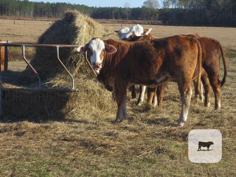 Cattle Range Listing Photo