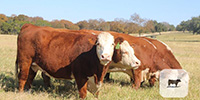 5 Hereford 2nd-Calf Cows... Central TX
