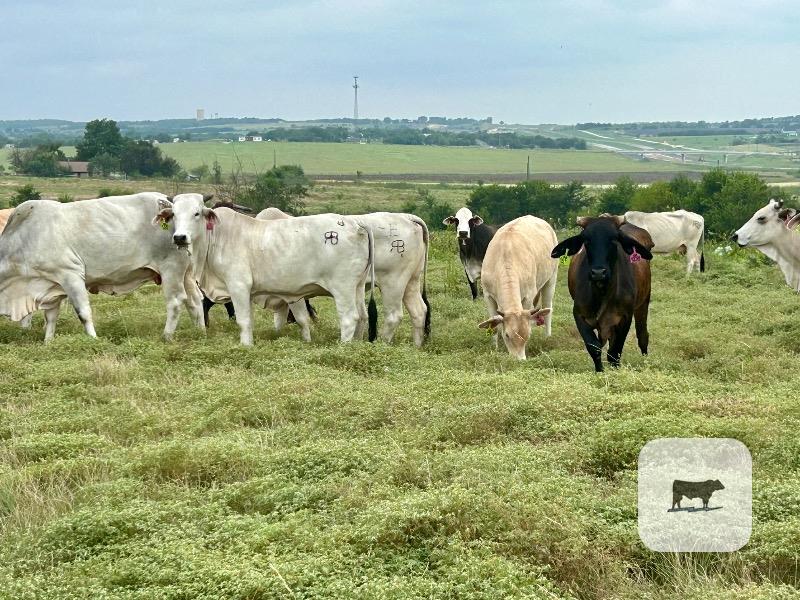 Cattle Range Listing Photo