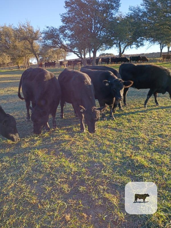 Cattle Range Listing Photo