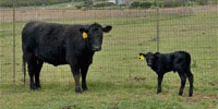 1 Reg. Angus 1st-Calf Pair... N. Central TX