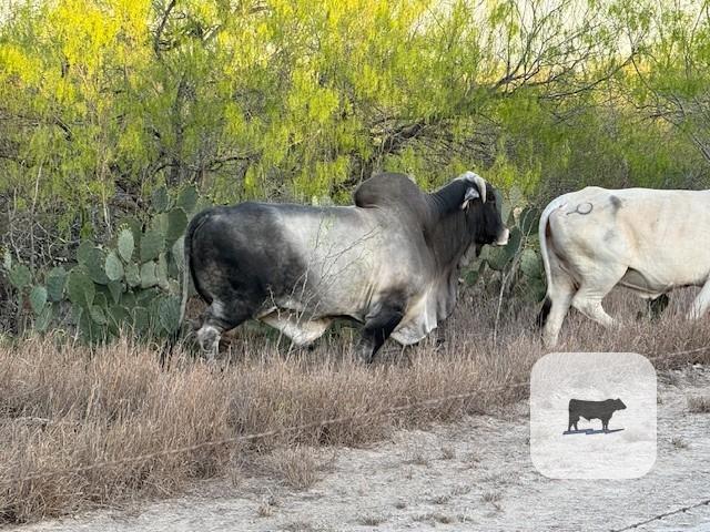 Cattle Range Listing Photo