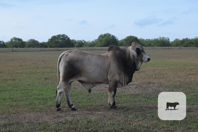 Cattle Range Listing Photo