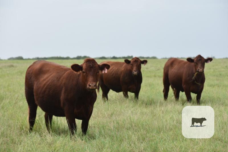 Cattle Range Listing Photo