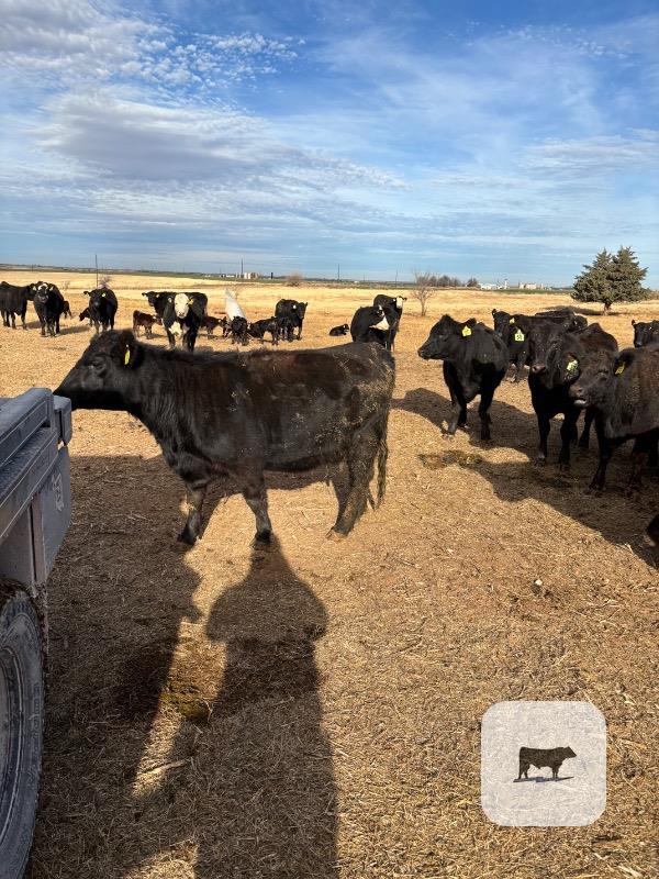 Cattle Range Listing Photo