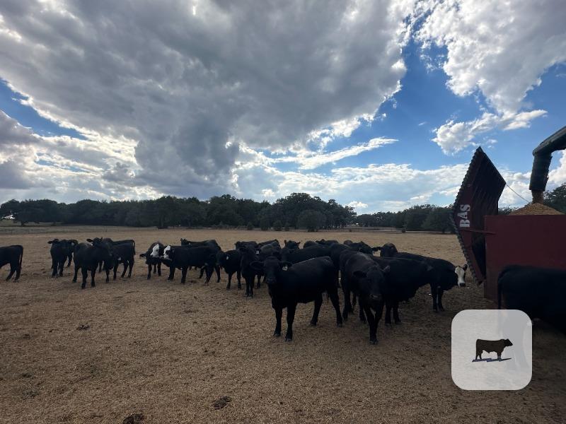 Cattle Range Listing Photo