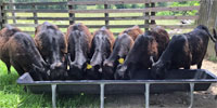 8 Angus Rep. Heifers... N. Central AR