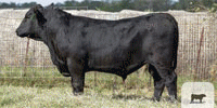 4 Reg. Angus Bulls... Southeast TX