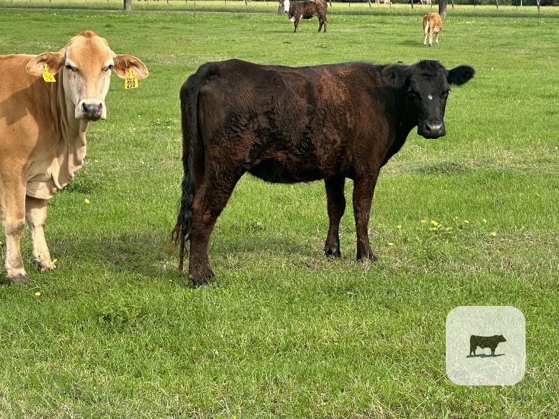 Cattle Range Listing Photo