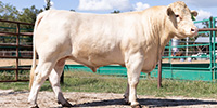 40 Charolais Bulls... Southwest MO