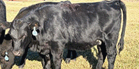 6 Reg. Angus Rep. Heifers... Southeast OK (1)