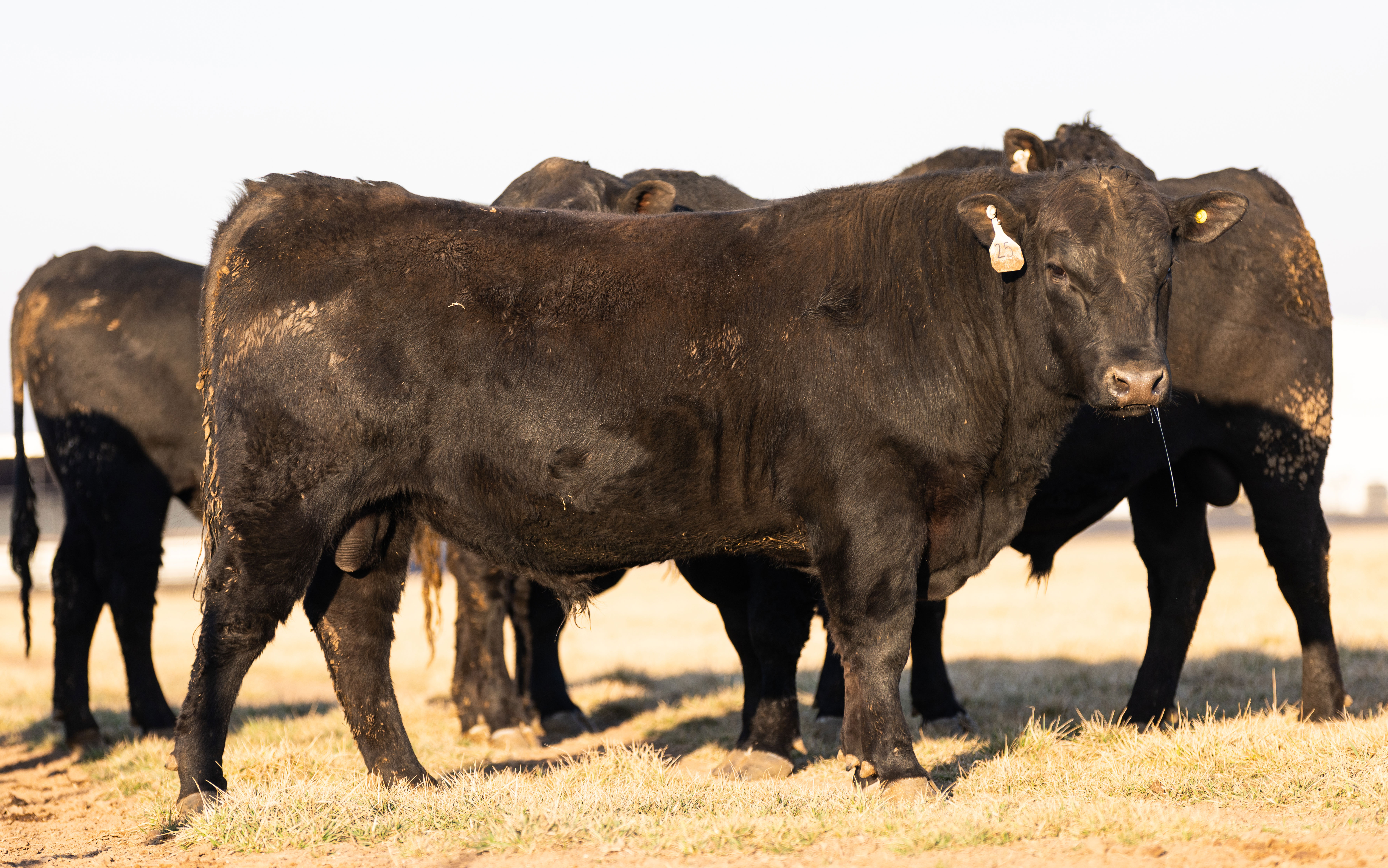 Cattle Range Listing Photo