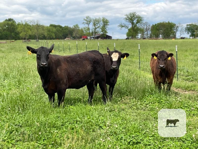 Cattle Range Listing Photo