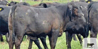 180 Brangus & Brangus Cross Rep. Heifers... Central TX