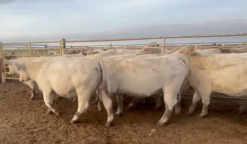 Cattle Range Listing Photo