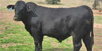 1 Reg. Santa Gertrudis/Simmental Bull... Central TX