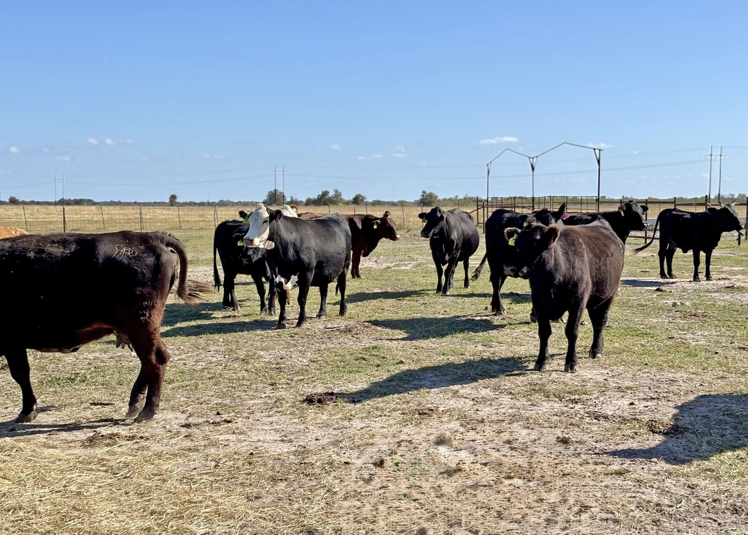Cattle Range Listing Photo