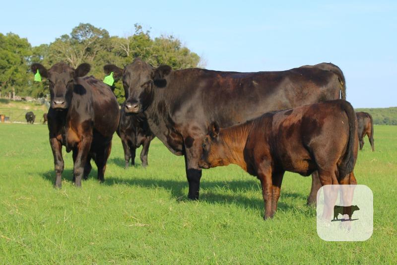Cattle Range Listing Photo
