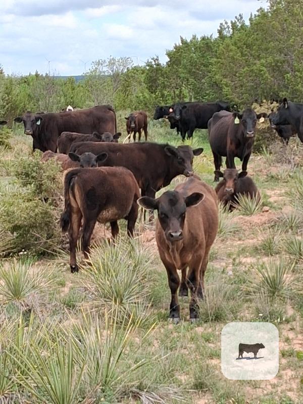 Cattle Range Listing Photo