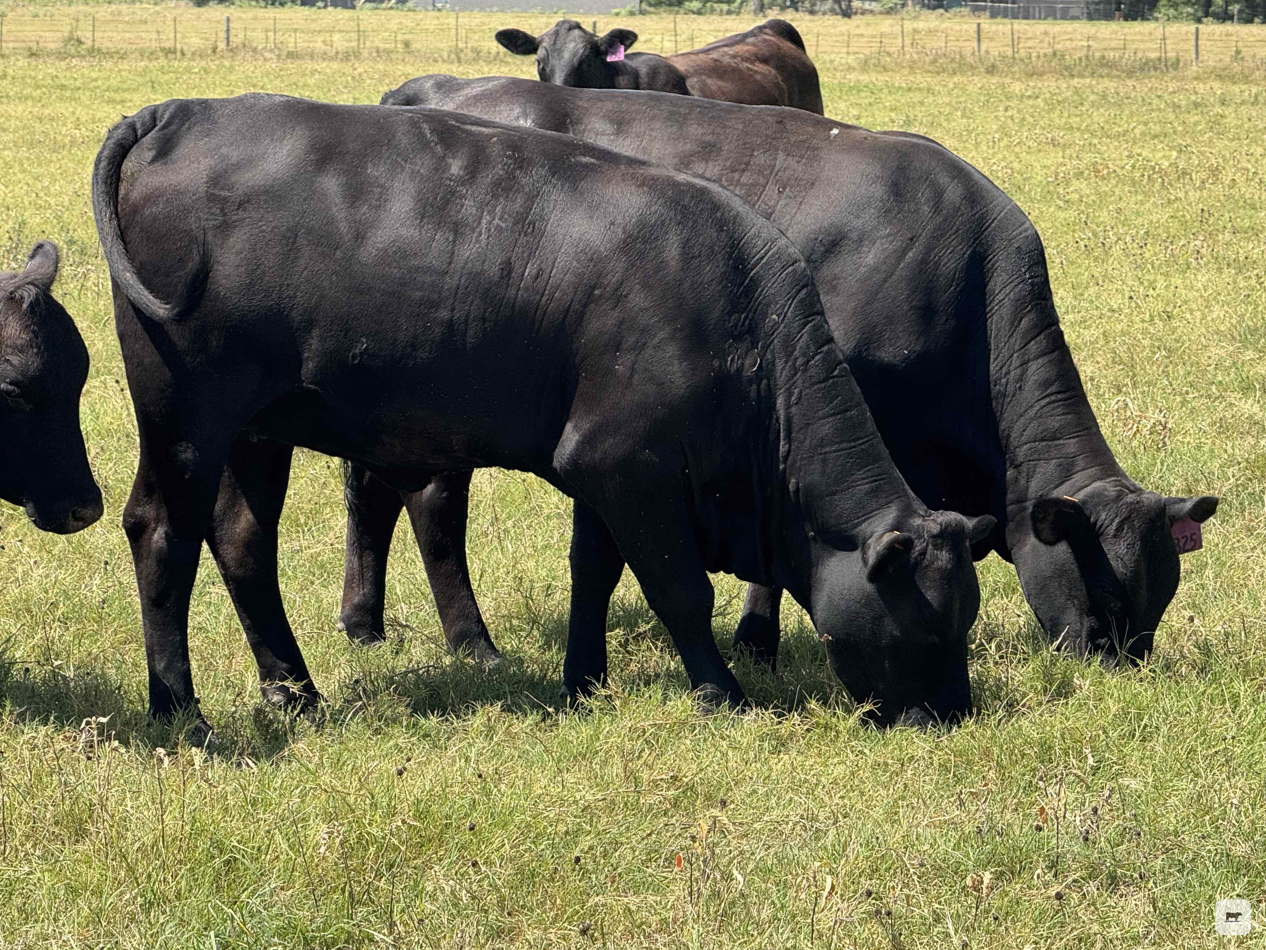 Cattle Range Listing Photo
