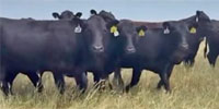62 Angus Bred Heifers... Northwest OK