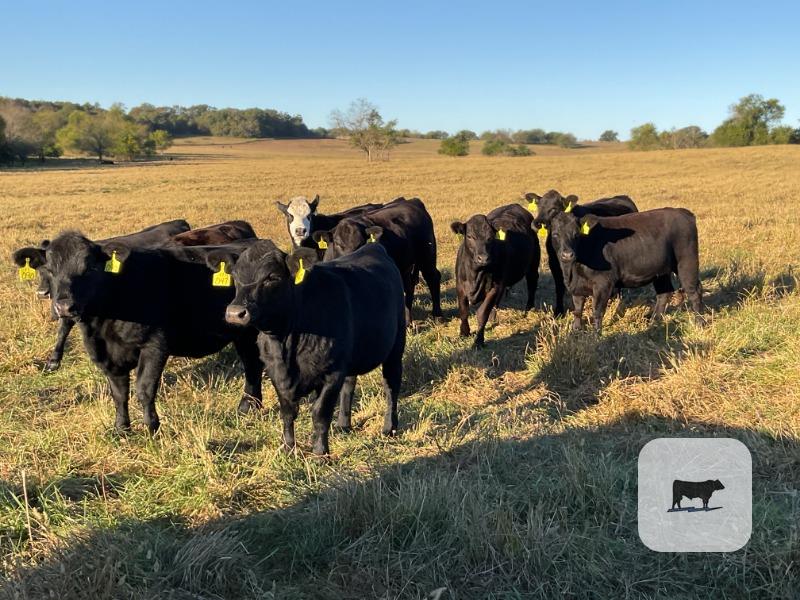 Cattle Range Listing Photo