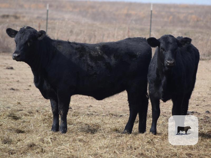 Cattle Range Listing Photo