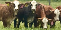 15 Reg. Golden Certified Tigerstripe Rep. Heifers... South TX