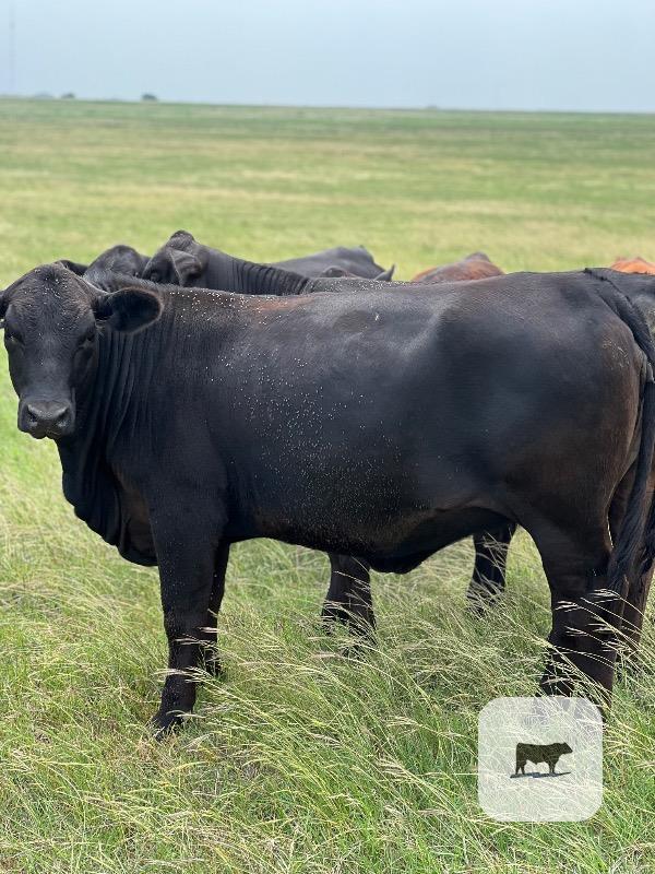Cattle Range Listing Photo