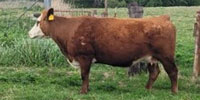 10 Red Angus & Red Baldy Cows... Southwest OK